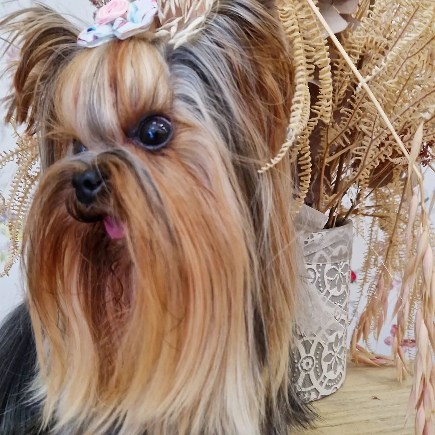 Yorkshire terrier de pelo largo peinado por Jennifer
