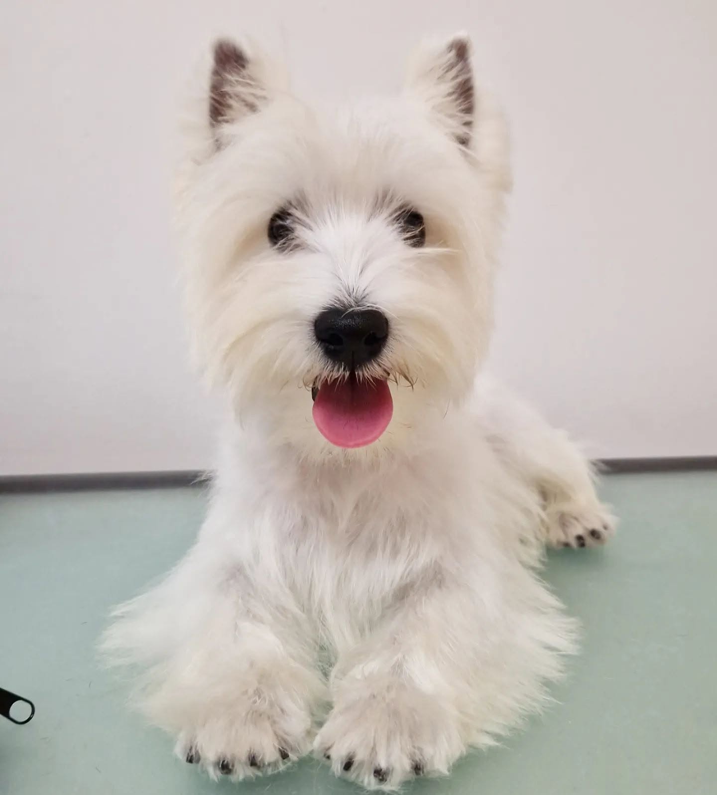 West Highland White Terrier con acabado de stripping