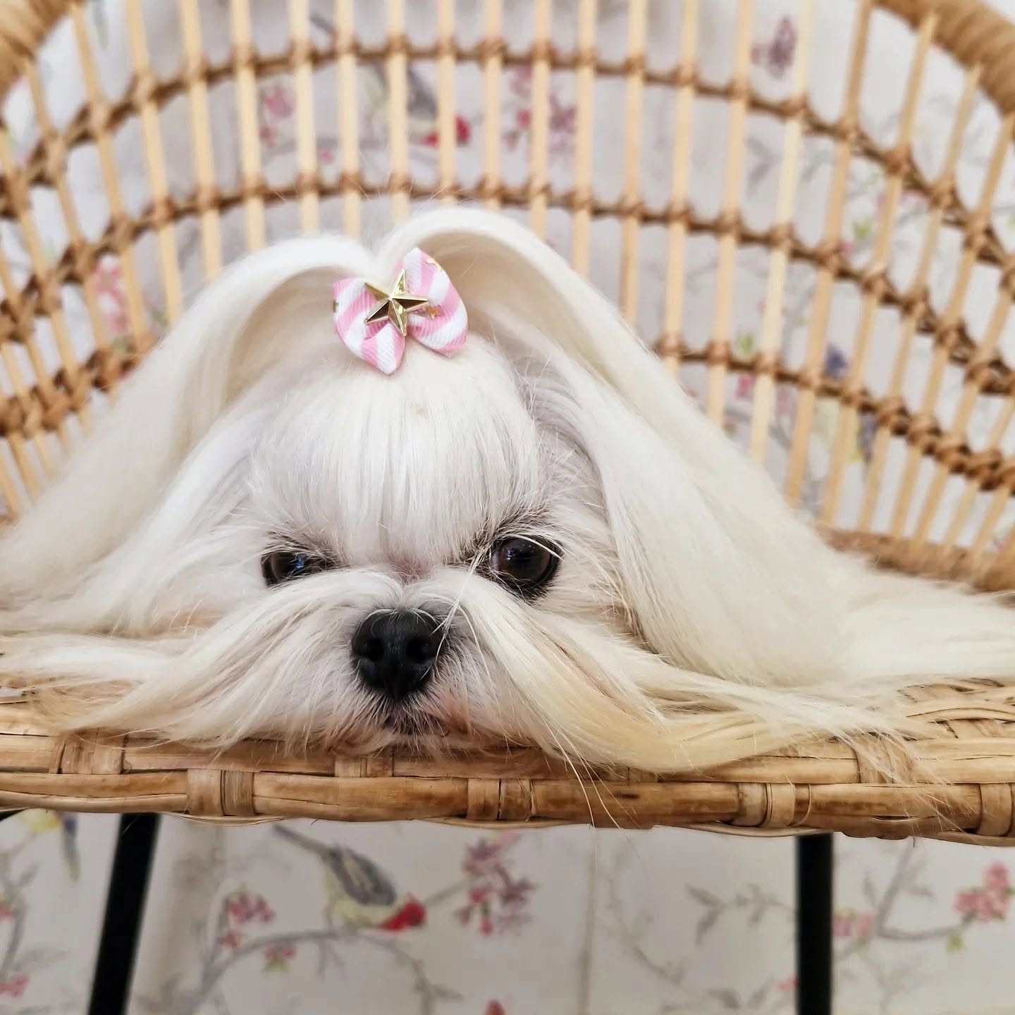 Bichón maltés de pelo largo trabajado por Jennifer antes de la pausa